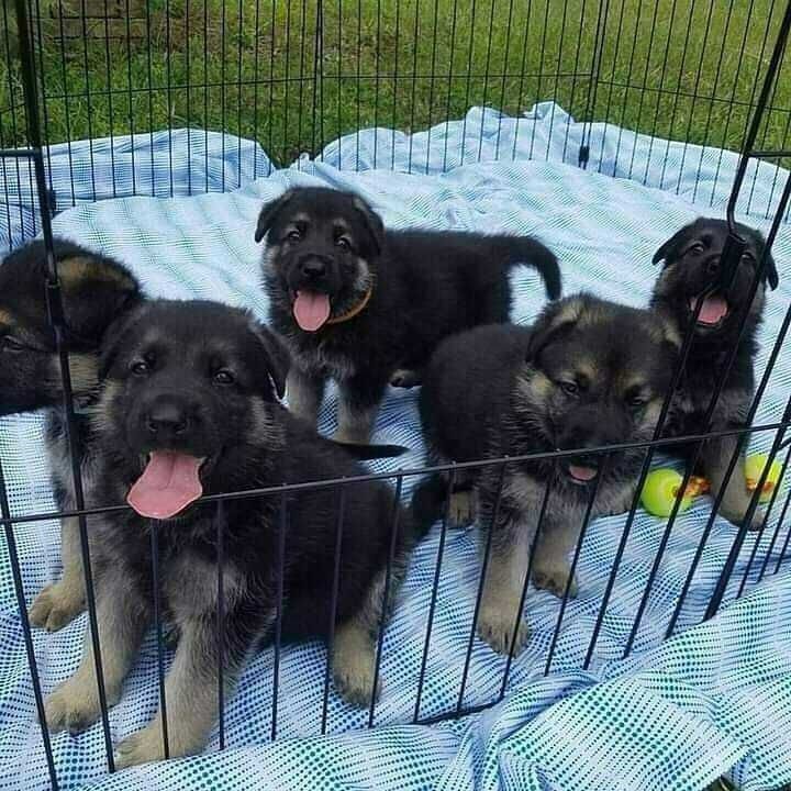 germanshepherd