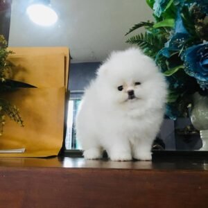 pomeranian 11
