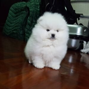 pomeranian 3