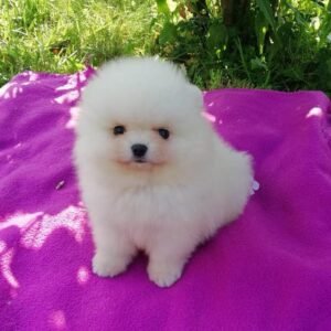 pomeranian 6