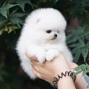 pomeranian 9